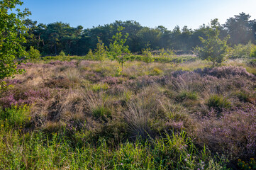 Nature background, green lung of North Brabant, pink blossom of heather plants in de Malpie natural protected forest in August near Eindhoven, the Netherlands