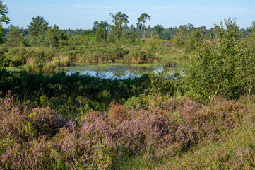 Nature background, green lung of North Brabant, pink blossom of heather plants in de Malpie natural protected forest in August near Eindhoven, the Netherlands