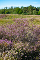 Obraz premium Nature background, green lung of North Brabant, pink blossom of heather plants in de Malpie natural protected forest in August near Eindhoven, the Netherlands