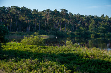 Fototapeta premium Forest and lakes in sunny morning in Nature protected park area De Malpie near Eindhoven, North Brabant, Netherlands. Nature landscapes in Europe.