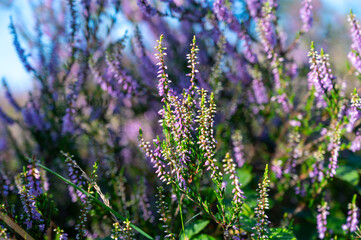 Nature background, green lung of North Brabant, pink blossom of heather plants in de Malpie natural protected forest in August near Eindhoven, the Netherlands