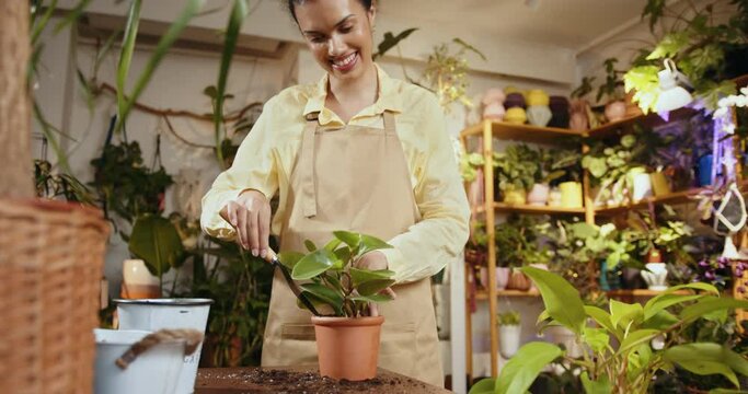 Hobbies and leisure concept. Portrait of a smiling African entrepreneur wearing apron standing behind his plant store counter replanting Peperomia obtuse plant of plant shop. Home gardening