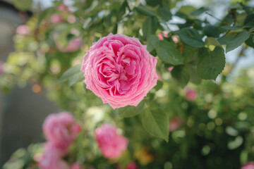 Field of Damascena roses in sunny summer day . Rose petals harvest for rose oil perfume production. village Guneykent in Isparta region, Turkey a real paradise for eco-tourism.