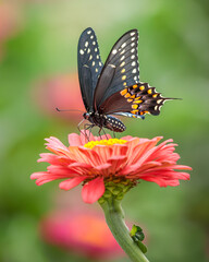 Eastern Black Swallowtail Butterfly feeding on a beautiful pink Zinnia flower in my garden. The background is a dreamy bokeh of green and pink. 