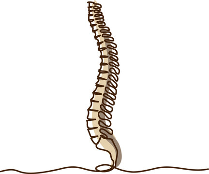 recommend clip art: Chiropractor spine. Continuous one line drawing on white background