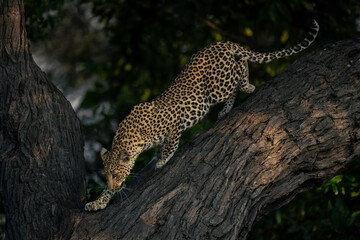 Leopard climbs down towards fork in tree