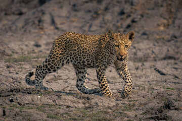 Fototapeta na wymiar Leopard cub crosses sunny riverbed lifting paw