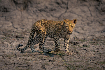 Fototapeta na wymiar Leopard cub walks across riverbed lifting paw