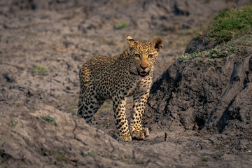 Fototapeta na wymiar Leopard cub stands between dry earth banks