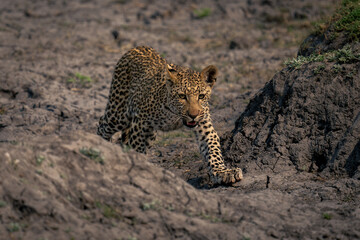 Obraz premium Leopard cub walks between dry earth banks