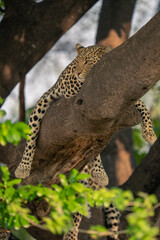 Fototapeta na wymiar Leopard lies in tree straddling thick branch
