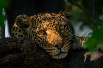 Leopard lies on branch in golden light