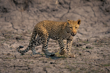 Fototapeta na wymiar Leopard cub crosses dried mud lifting foot