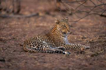 Leopard lies on sandy ground looking right