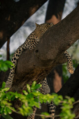 Leopard lies asleep in tree straddling branch