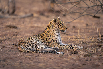 Leopard lies on sand holding head up