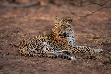 Fototapeta na wymiar Leopard lies on sandy ground opening mouth