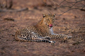 Leopard lies on sandy ground licking lip