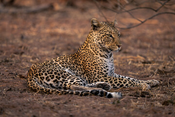 Leopard lies on sandy ground lifting head