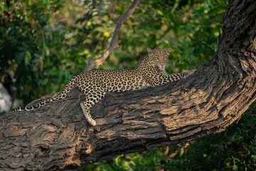 Leopard lies on horizontal branch looking down