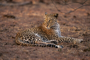 Leopard lies on sandy ground looking back