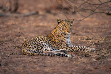 Leopard lies on sandy ground staring ahead