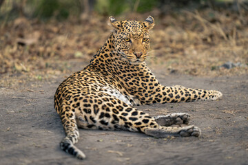 Naklejka na ściany i meble Leopard lies on sandy ground turning head