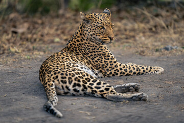 Leopard lies on sandy ground twisting head