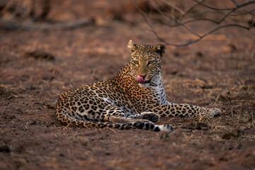 Leopard lies on sandy ground licking lips