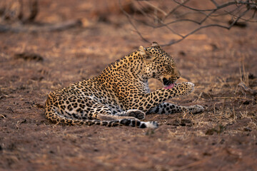 Fototapeta na wymiar Leopard lies on sandy ground licking paw