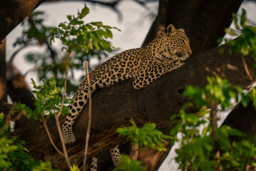 Fototapeta na wymiar Leopard lies on thick branch among leaves
