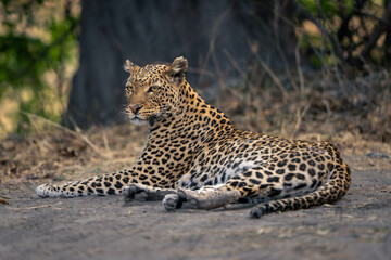 Leopard lies on sandy ground near tree