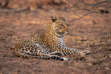 Leopard lies on sandy ground raising head