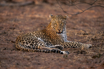 Leopard lies on sandy ground watching camera