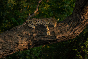 Leopard lies on tree trunk looking below