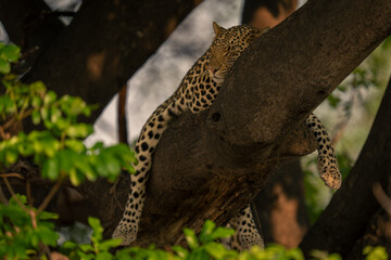 Leopard lies sleeping in tree straddling branch