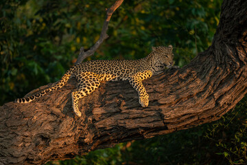 Leopard lies on tree trunk looking ahead