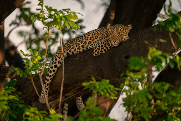 Leopard lies sleeping on branch among leaves