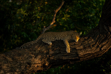 Naklejka na ściany i meble Leopard lies on tree branch staring down