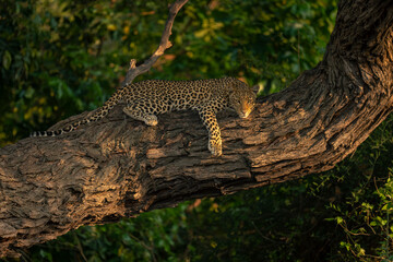 Naklejka na ściany i meble Leopard lies on thick trunk looking below