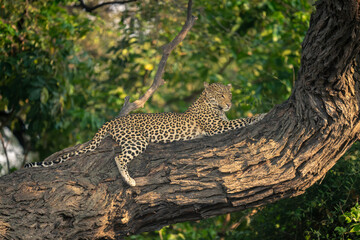 Leopard lies on thick branch staring ahead