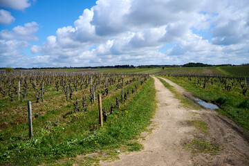 Fototapeta na wymiar gravel road in vineyard in france in springtime