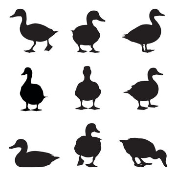 Set of silhouette ducks- isolated vector images of wild birds