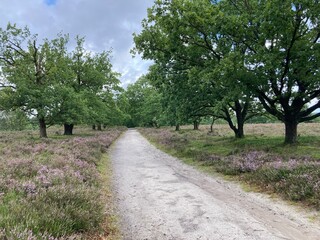 Weg in der Lüneburger Heide von Bäumen gesäumt 