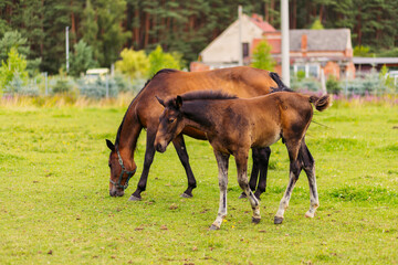 Two little ponies stand side by side, leaning against each other. Two-month-old ponies are grazing in the pasture. Horses for sale. Raising horses for sale.