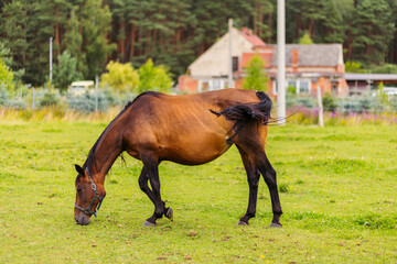 A brown stallion grazes in a pasture. Green meadow for horses. The horse grazes on a green meadow...