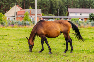 A brown stallion grazes in a pasture. Green meadow for horses. The horse grazes on a green meadow near the forest in the village. Countryside and horse breeding. Horseback Riding.