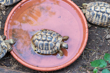 Land turtles take a bath.