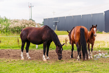 Pasture for breeding horses for sale. Investment in the purchase of agriculture. Livestock....