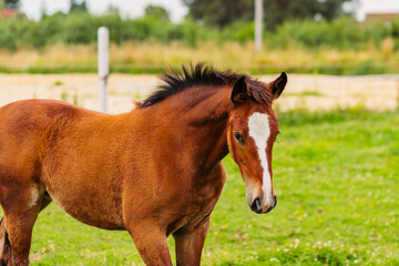 A brown stallion grazes in a pasture. Green meadow for horses. The horse grazes on a green meadow near the forest in the village. Countryside and horse breeding. Horseback Riding.